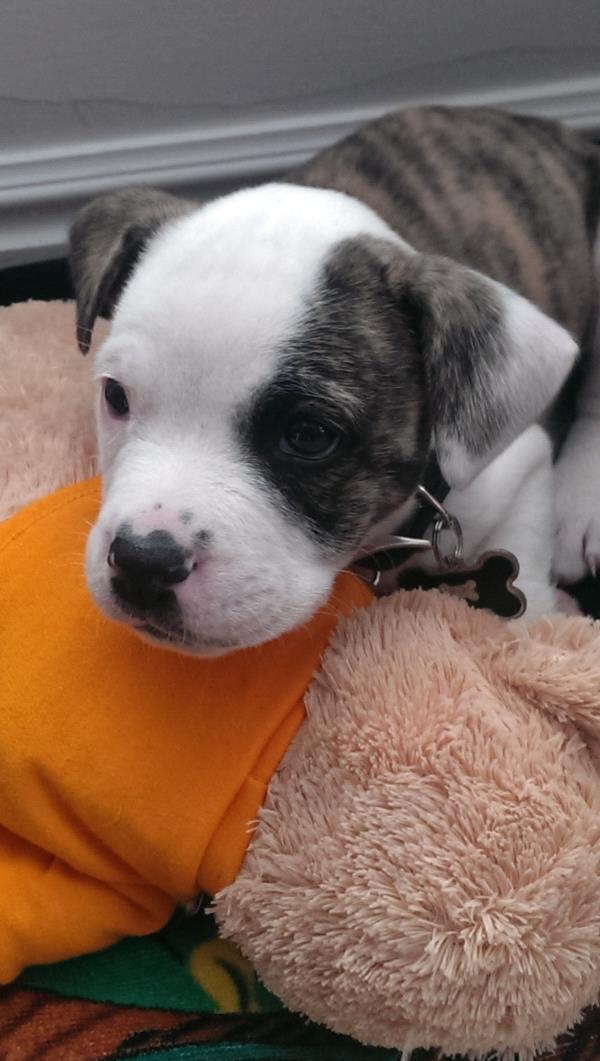/Images/uploads/Humane Society of Utah/HSUCalendar/entries/787thumb.jpg